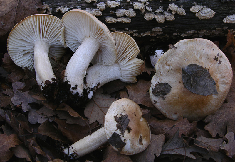 Ritrovamenti odierni.